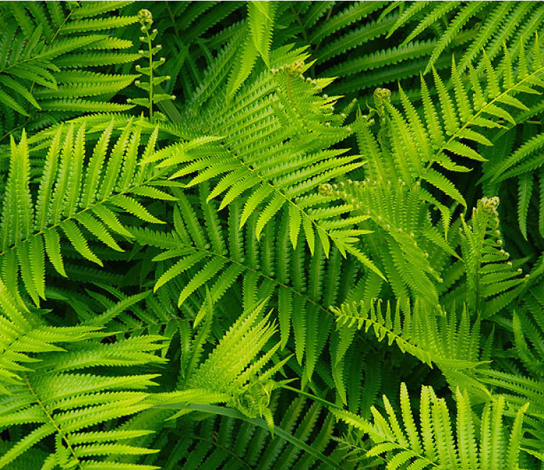 Ferns