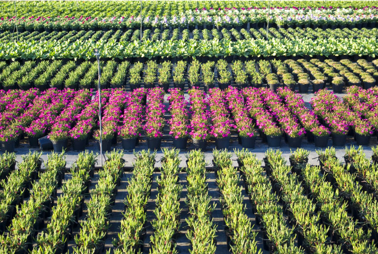 Wholesale Nursery Serving Landscapers in TX | Newton Nurseries