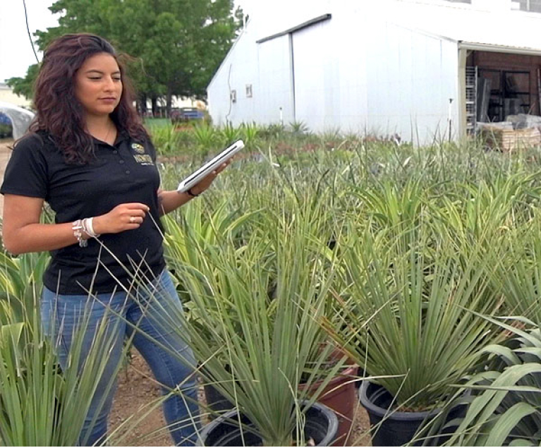 An Employee Of Newton Nurseries Holding An Ipad Between Tall Green Plants In Pots