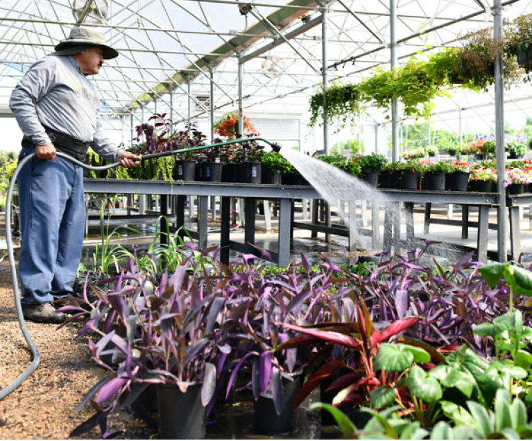 A Man Watering Plants