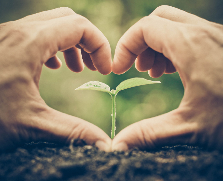 Hands Forming A Heart Around A Budding Plant