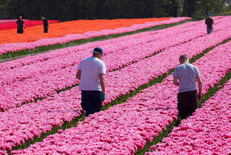People Standing In Between Rows Of Bright Blooming Flowers