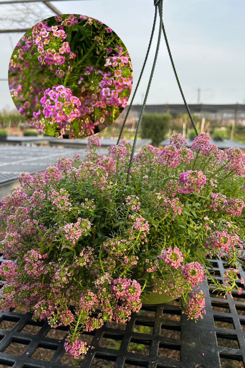 Alyssum Hanging Basket