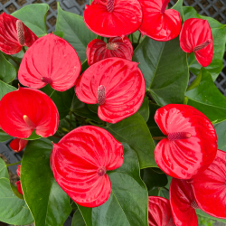 Anthurium