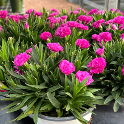 Dianthus