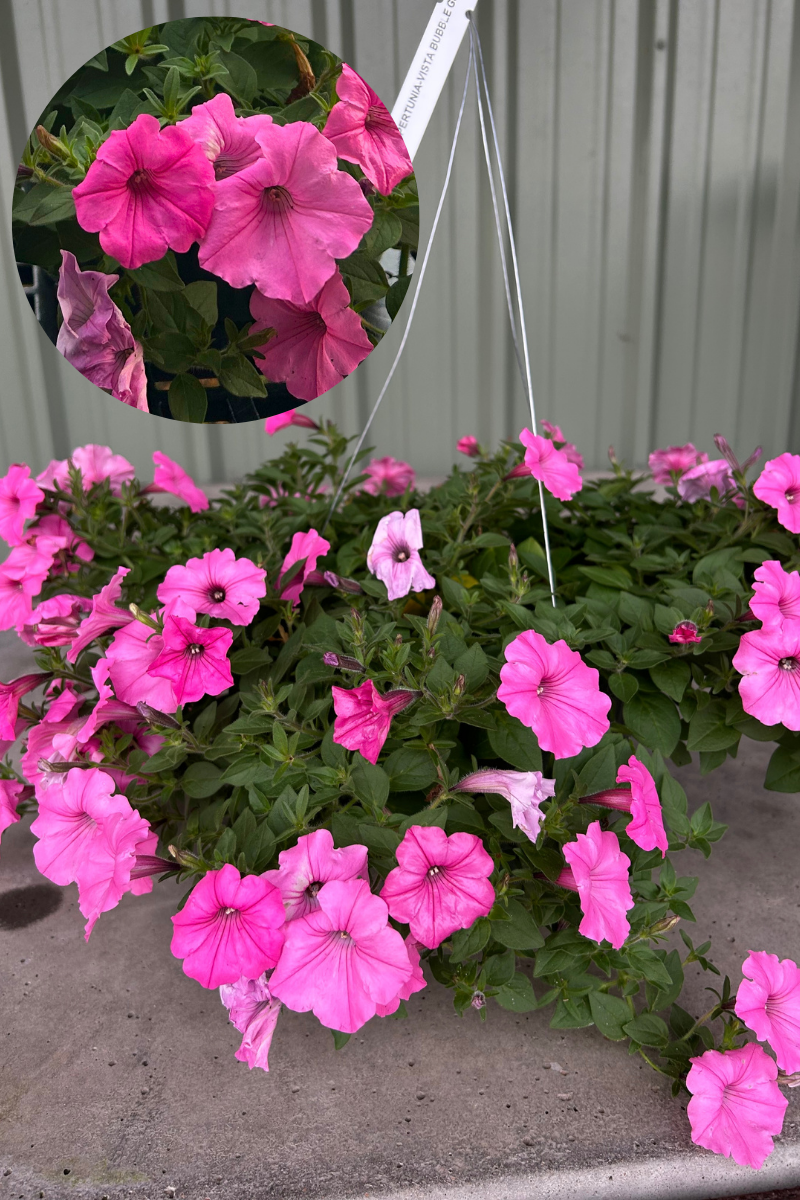 Petunia Hanging Basket