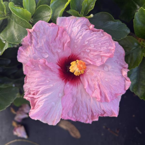 Talk of the Town Hibiscus