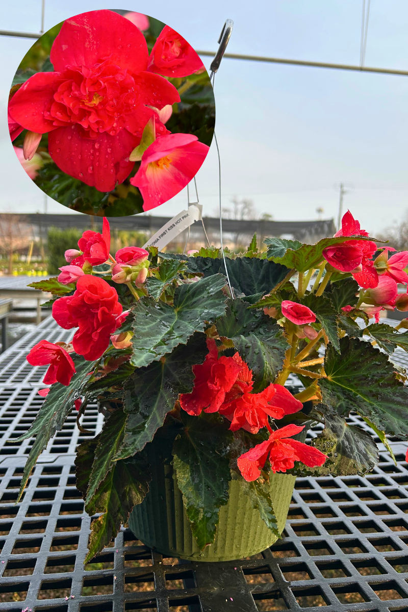 Begonia Hanging Basket