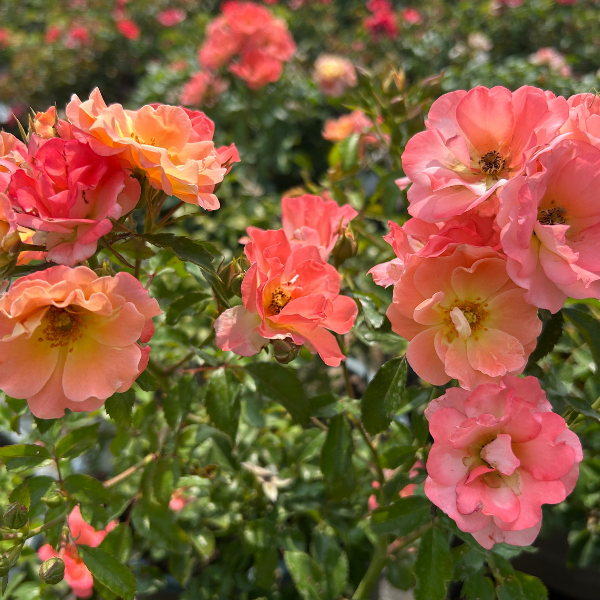 Drift Roses