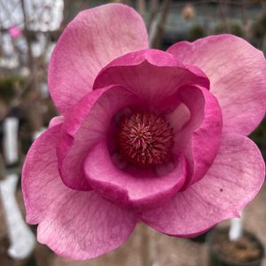 Felix Magnolia