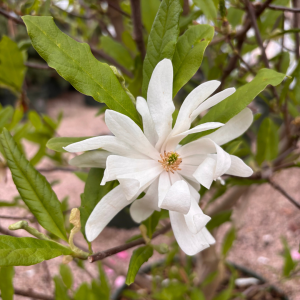 Royal Star Magnolia