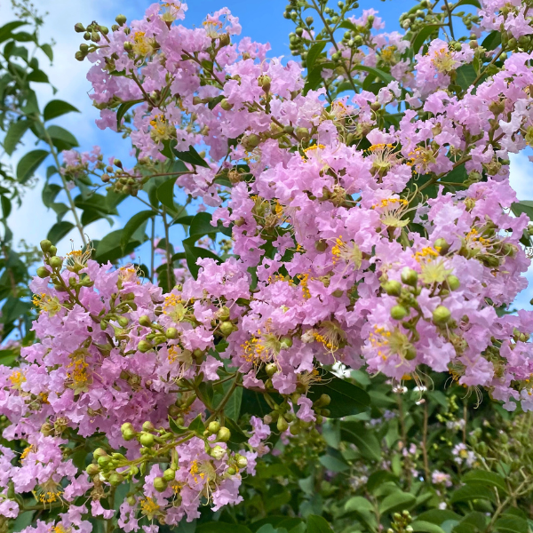 Crape Myrtle