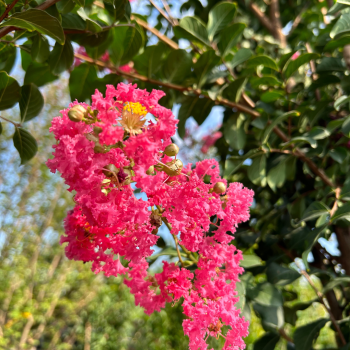 Tuscarora Crape Myrtle Tuscarora Crape Myrtle