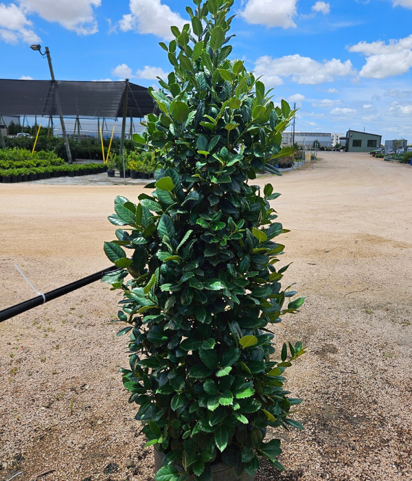 Liberty Holly Liberty Holly
