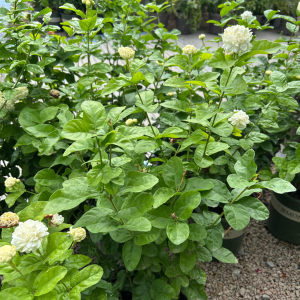 Summer Soul Arabian Jasmine Summer Soul Arabian Jasmine