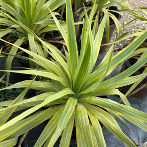 Yellow Mellow Yucca Yellow Mellow Yucca