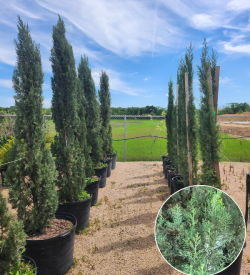 Italian Cypress Italian Cypress