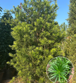 Japanese Yew Japanese Yew