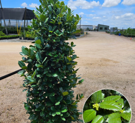 Liberty Holly Liberty Holly