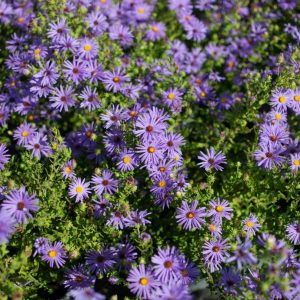 asters blog fall asters blog fall