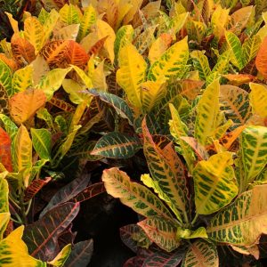 croton blog fall croton blog fall