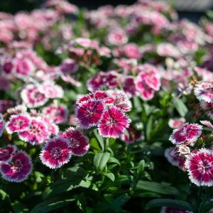 dianthus blog fall dianthus blog fall