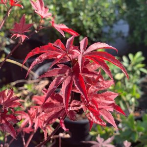 japanese maple blog fall japanese maple blog fall