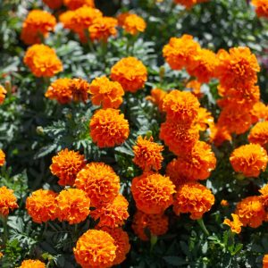 marigold blog fall marigold blog fall