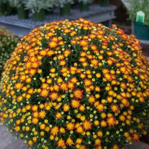 mums blog fall mums blog fall
