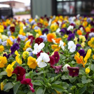 pansies blog fall pansies blog fall