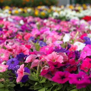 petunias blog fall petunias blog fall