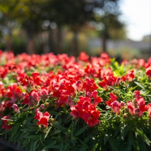 snapdragon blog fall snapdragon blog fall