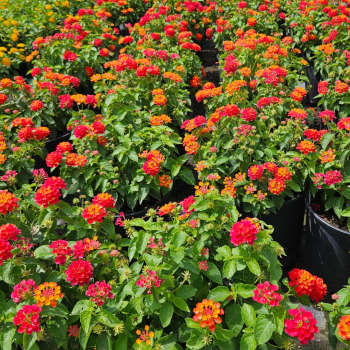 Lantana Lantana