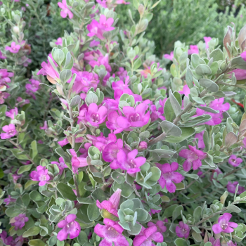 Texas Sage Texas Sage