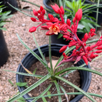 Red Yucca Red Yucca