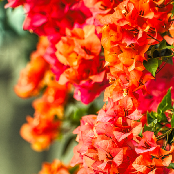 orange sundown orange sundown