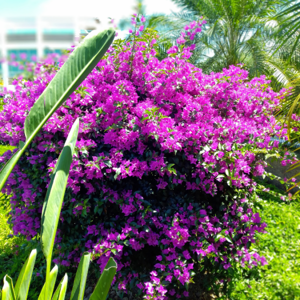 royal purple royal purple