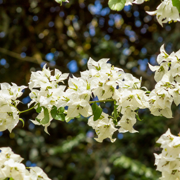 white _ alba white _ alba